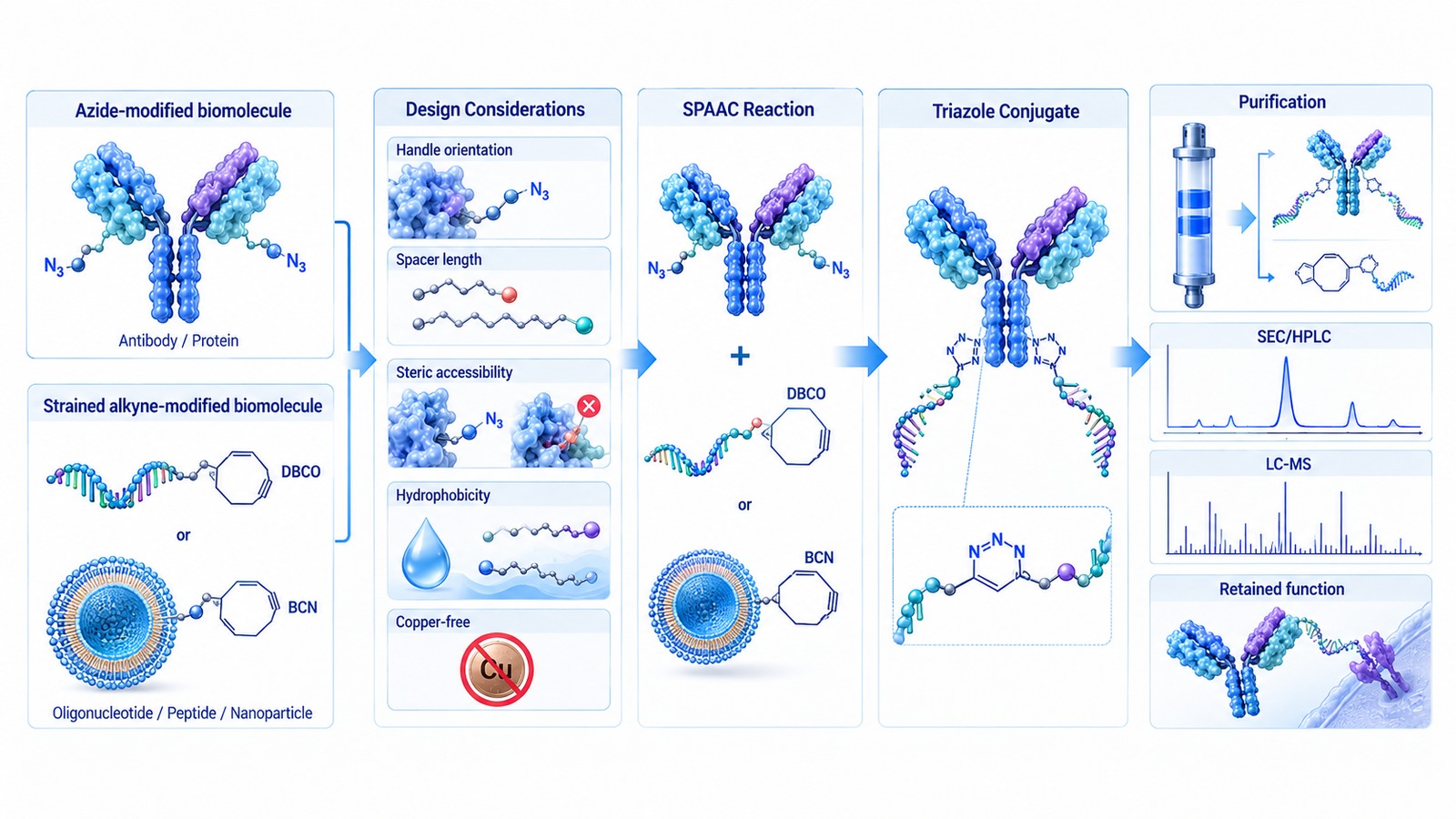 SPAAC conjugation strategy showing azide and strained alkyne handle placement, linker selection, copper-free coupling, purification, and conjugate verification