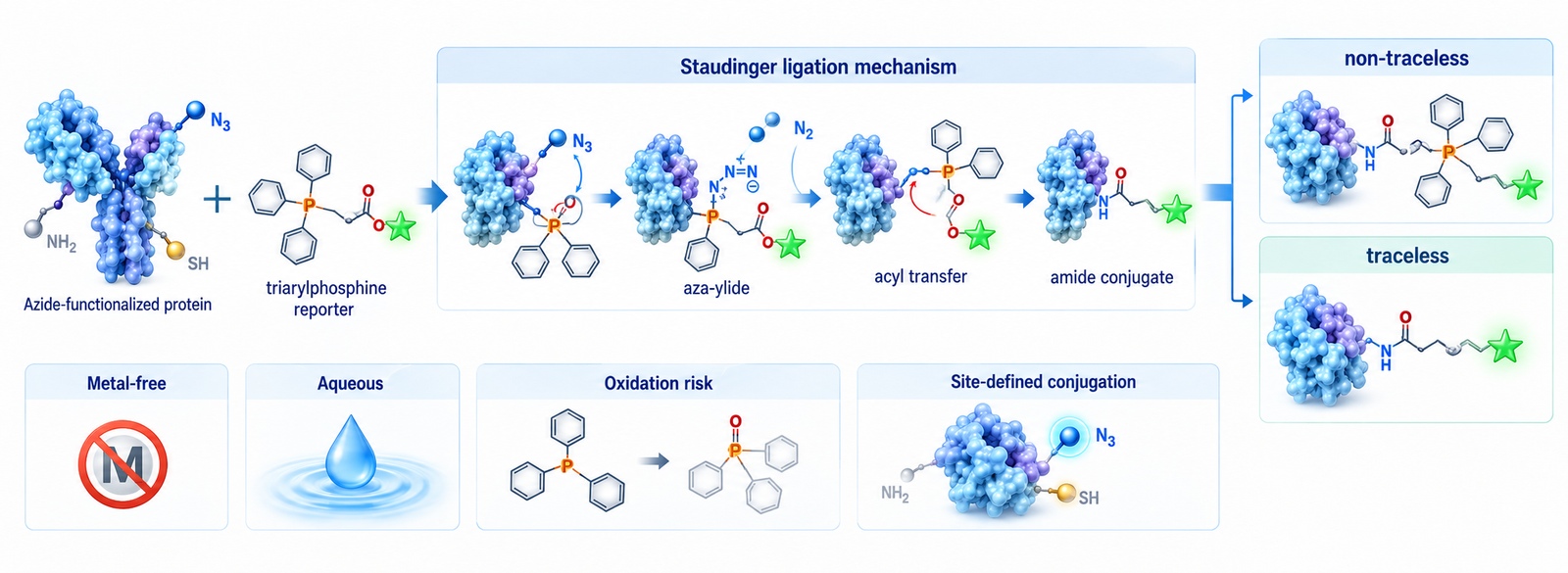 Staudinger ligation bioconjugation schematic showing selective coupling of an azide-bearing biomolecule with a phosphine probe and traceless amide formation