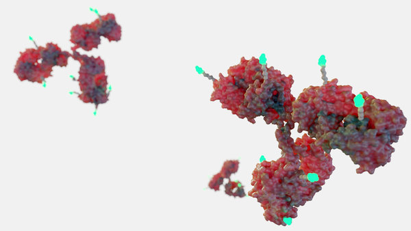 Thiol-Based Antibody Conjugation: Maleimide, Disulfide, and Site-Specific Cysteine Labeling