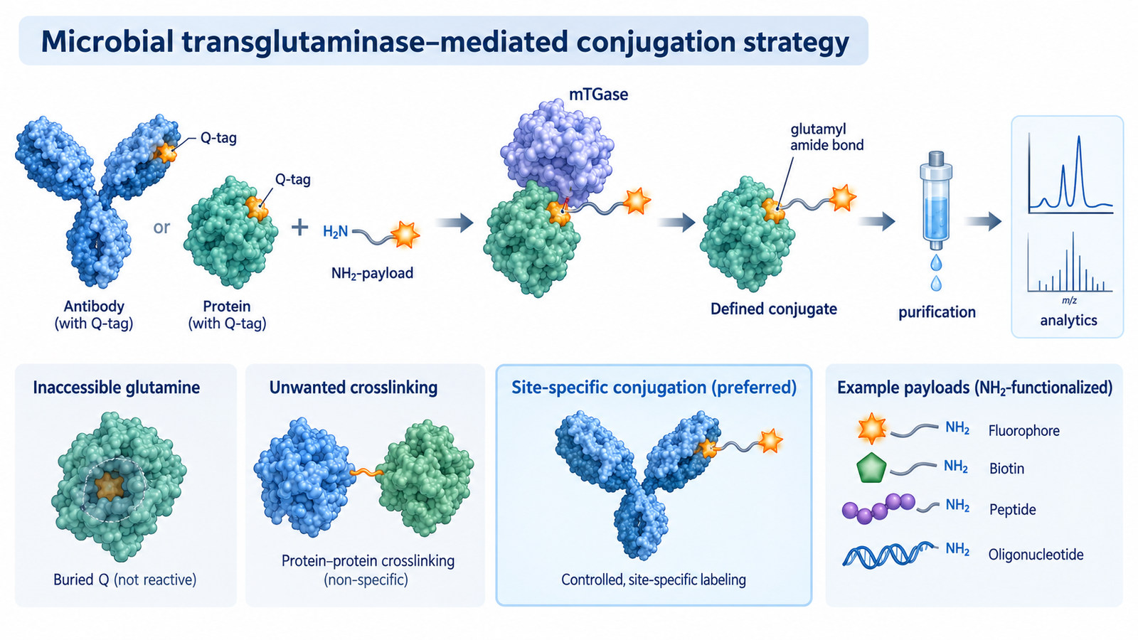 Transglutaminase-mediated conjugation strategy showing glutamine site accessibility, primary amine payload design, controlled coupling, purification and conjugate analysis