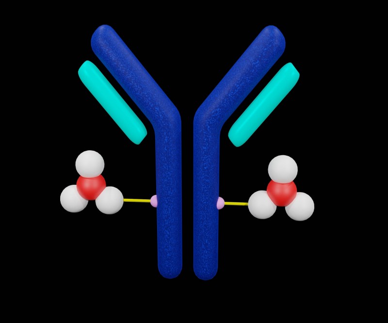 Why Conjugation Site Matters in ADC Development